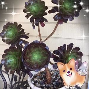 Meet your Posher, Annette